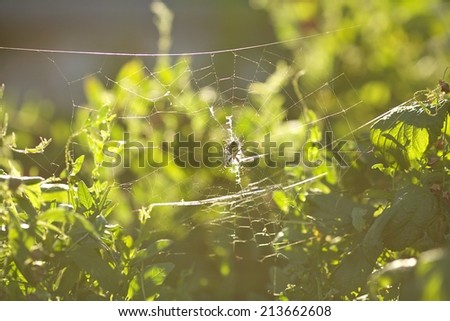 autumn spiderweb brightness before sunset