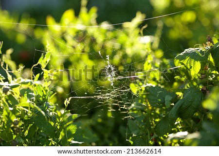 autumn spiderweb brightness before sunset
