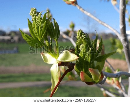 Autumn Splendor Buckeye tree buds and flowers, Colorado