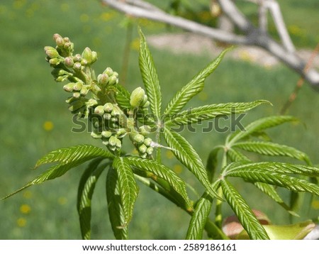 Autumn Splendor Buckeye tree buds and flowers, Colorado
