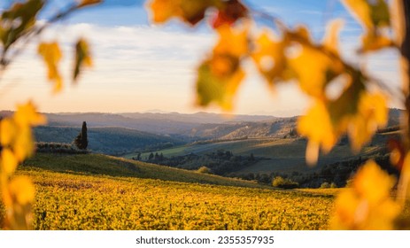 Autumn Splendor: Chianti Vineyards in Panzano, Between Siena and Florence, Italy