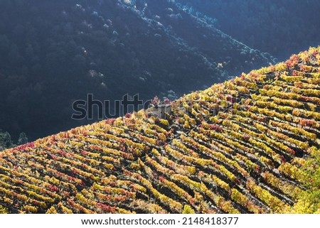 Autumn splendor in a terraced vineyard in the Sil canyon in the Ribeira Sacra between Lugo and Ourense Galicia