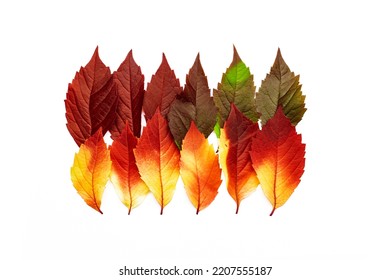 Autumn Square Pattern Of Fall Leaves Isolated On White Background, Autumnal Palette Red Yellow Green Gradient Colors, Leaf Of Virginia Creeper. Top View Creative Autumn Idea Of Fallen Natural Leaves