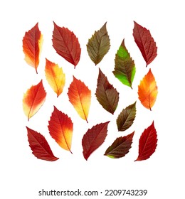 Autumn Square Pattern Of Fall Leaves Isolated On White Background, Red Yellow Green Gradient Colors, Flat Lay Fallen Seasonal Leaves. Top View Close Up Colored Foliage, Autumn Tones And Textures