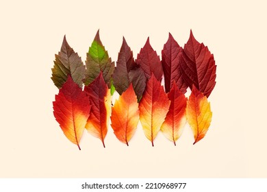 Autumn Square Pattern Of Fall Leaves On Pastel Beige Background, Autumnal Tone Red Yellow Green Gradient Color, Group Leaves Of Virginia Creeper. Top View Creative Autumn Idea Of Fallen Natural Leaf