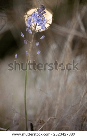 Similar – Kornblume in der Heide