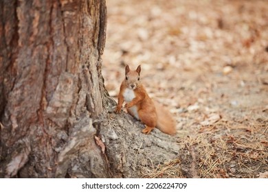 Autumn squirrel sits on a branch. Wild animal. Autumn forest. - Shutterstock ID 2206224709