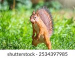 Autumn Squirrel standing on its hind legs on on green grass with fallen yellow leaves. Eurasian red squirrel, Sciurus vulgaris