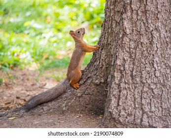 Autumn Squirrel standing on its hind legs on on green grass with fallen yellow leaves. Eurasian red squirrel, Sciurus vulgaris
