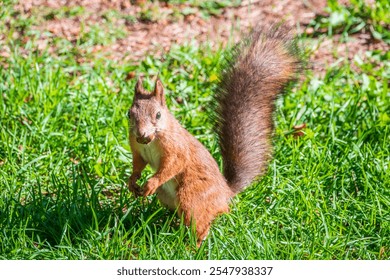 Autumn Squirrel standing on its hind legs on on green grass with fallen yellow leaves. Eurasian red squirrel, Sciurus vulgaris - Powered by Shutterstock