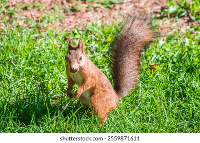 Autumn Squirrel standing on its hind legs on on green grass with fallen yellow leaves. Eurasian red squirrel, Sciurus vulgaris - Powered by Shutterstock