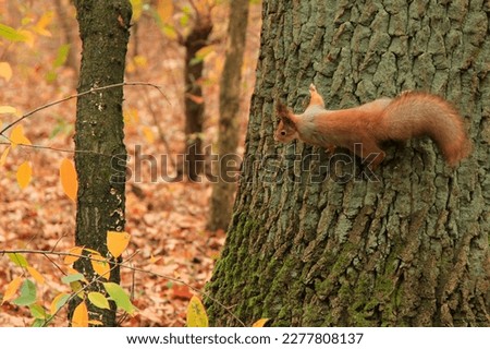 Similar – Foto Bild Eichhörnchen am Baumstamm