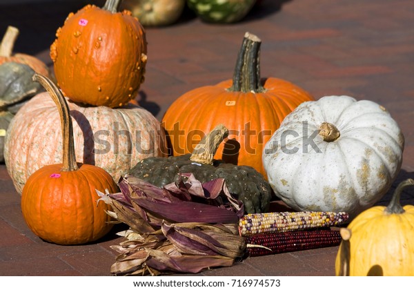 Autumn Still Life Colorful Gourds Decorative Stock Photo Edit Now