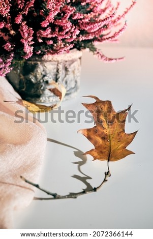 Similar – Autumn flowers and leaves decoration with bunch of flowers