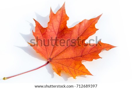 Autumn still life of maple leaves. Warm colors of Autumn. Green and Yellow Autumn Maple Leaf 