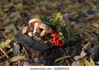 Autumn Still Life On A Tree Stump In A Park Of Leaves, Mushrooms And Mountain Ash