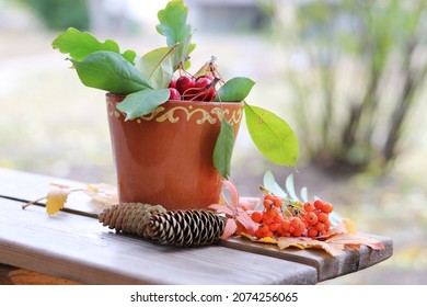 Autumn Still Life On A Tree Stump: Oak Leaves, Mountain Ash, Ranetki, Cones
