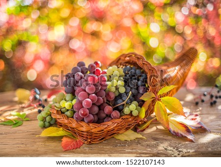 Autumn still life with ripe different grape varieties. Behind the beautiful autumn bokeh.