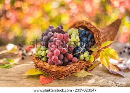 Autumn still life with ripe different grape varieties. Behind the beautiful autumn bokeh.