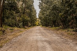 Autumn Straight Dirt Road Through A Forest With Green Eucalyptus Trees Around A Salt Lake On The Akrotiri Peninsula (Asomatos, Limassol District , Cyprus, Great Britain Territory)
