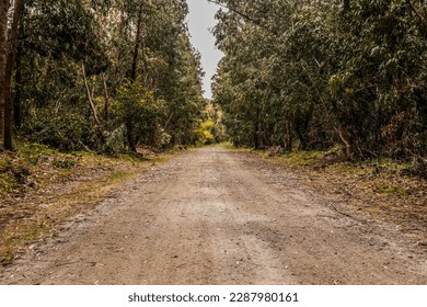 Autumn Straight Dirt Road Through a Forest with Green Eucalyptus Trees Around a Salt Lake on the Akrotiri Peninsula (Asomatos, Limassol District , Cyprus, Great Britain Territory)