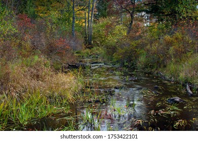 Autumn Stream At Gouldsboro State Park In Northeastern Pennsylvania