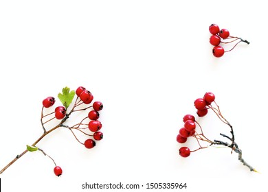 Autumn style botanical arrangement. Composition from the fruits of the red hawthorn berries on white table background. Fall decorative concept, flat lay. - Powered by Shutterstock