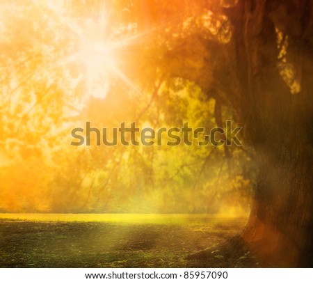 Autumn or summer design background with oak tree in the late colorful afternoon during sunset