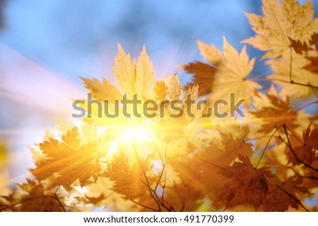 Similar – Image, Stock Photo Golden autumn season concept