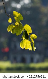 Autumn Sun In Hoan Kiem Lake, Ha Noi!