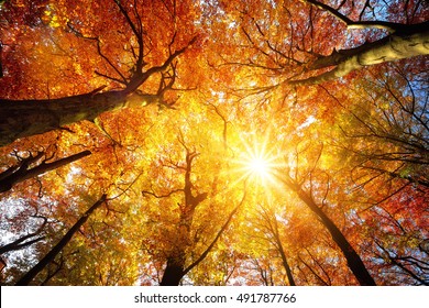 Autumn sun warmly shining through the canopy of beech trees with gold foliage, worm's eye view