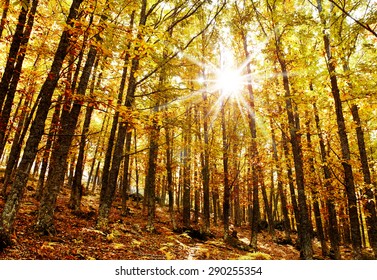 autumn sunlight in chestnut trees forest - Shutterstock ID 290255354