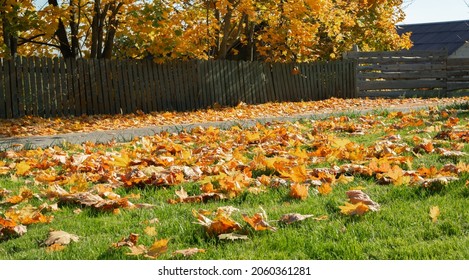 Autumn Sunny Day. Green Grass Covered With Bright Fallen Maple Leaves. Beautiful Lawn After The Last Mow Before A Winter. Territory Care, Fertilization And Plant Feeding. Rural Road And Neighbor Yard.