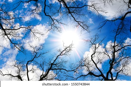 autumn sunny sky and dry tree branches