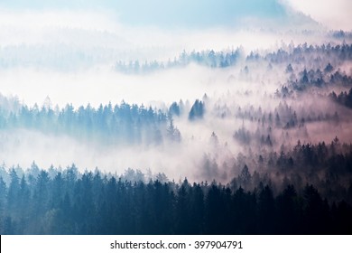 Autumn sunrise forest in a beautiful mountain within inversion. Treetops  increased from foggy background. Vivid effect.