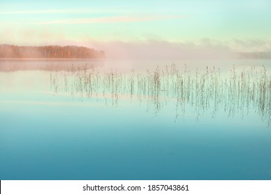 Autumn sunrise over the lake. Pink fog and blue water. The reeds are reflected. Mirror reflection of Scandinavian nature, Finland. - Powered by Shutterstock