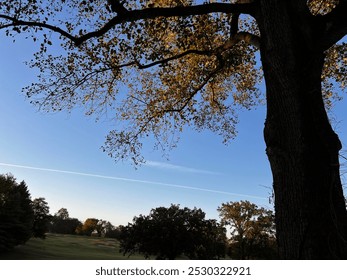 autumn, sunrise, trees, sky, nashville, tennessee - Powered by Shutterstock