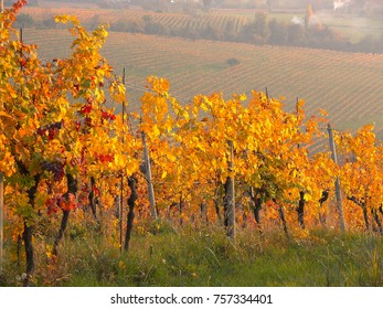  Autumn Sunset Of The Hills Of The Vineyards Of The Moscato Wine         