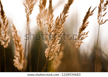 Similar – country love Wheat ear