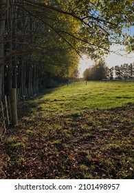 Autumn Sunset On New Zealand Farm