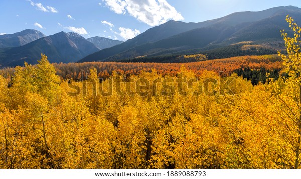 Autumn Sunset Valley - A panoramic sunset overview\
of a dense golden aspen grove in a valley at base of high peaks of\
Sawatch Range on a sunny but windy Autumn evening. Twin Lakes,\
Leadville, CO, USA.