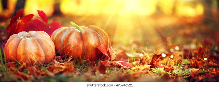 Autumn Thanksgiving day background. Halloween Pumpkins, patch. Beauty Holiday autumn festival concept. Fall scene. Orange pumpkin over beauty bright autumnal nature background. Harvest - Powered by Shutterstock
