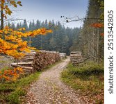 Autumn, timber and path with landscape as background, texture or wallpaper in field. Holiday, vacation and travel in outdoor, woods and countryside for nature, climate and calm as adventure in Canada