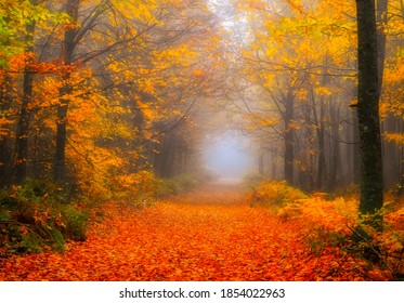 It's autumn time. Colorful leaves on the trees. Colorful leaves fallen to the ground. Autumn mood. Uludag National Park, Bursa. - Powered by Shutterstock