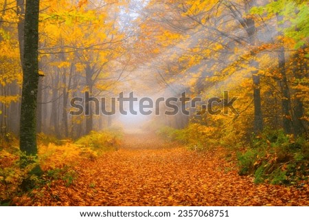 Autumn time. Colors of autumn on tree branches. (Yedigöller). Yedigoller. Bolu. Turkey