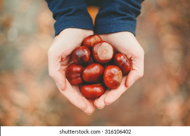 Autumn time. Handful of conkers with slight added vignette