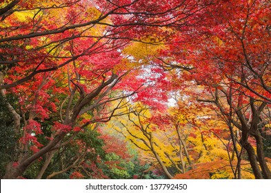 142,261 Red forest japan Images, Stock Photos & Vectors | Shutterstock