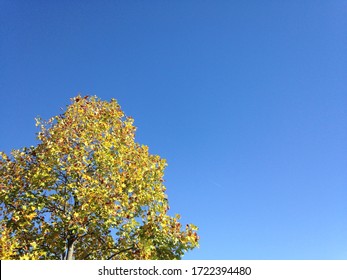 Autumn Tree In Brentwood, TN