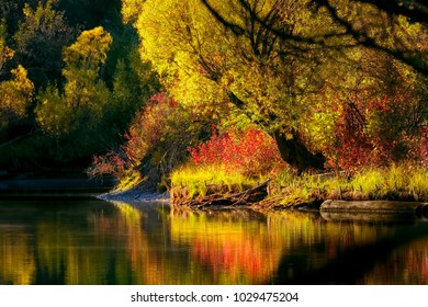 autumn tree color reflection in late afternoon on the Whitefish River, Montana
