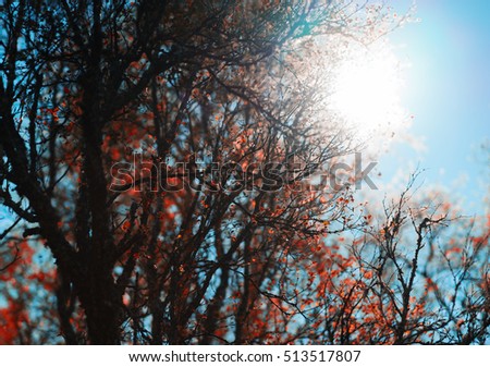 Similar – Image, Stock Photo ghost Autumn Plant Leaf